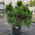 Сосна веймутова Блю Шег d31-32