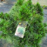 Сосна веймутова Блю Шег d31-32 — изображение 2