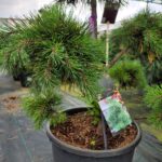 Сосна горная бансай Гном 20 л — изображение 2