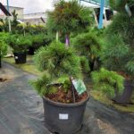 Сосна горная бансай Гном 20 л