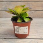 Гортензия крупнолистная Эрли Блю "Early Blue" d9-10