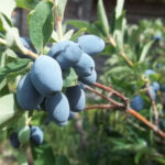 Жимолость Берель 5л