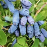 Жимолость Камчадалка 5л