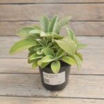 Стахис (Чистец) Ферби "Furby" d9-10