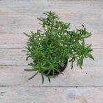 Иберис вечнозеленый Сноу Флурис "Snow Flurries" d12 — изображение 2