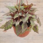 Бегония Рекс(королевская) кашпо d23 — изображение 3