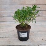 Иберис вечнозеленый Сноу Флурис "Snow Flurries" d12