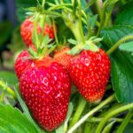 Клубника (земляника садовая) Фейт кассета