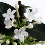 Стефанотис (Жасмин мадагаскарский) d9-10