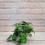 Плектрантус Эртендаля (Плант микс) d8-10