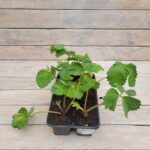 Клубника (земляника садовая) Сенсация кассета