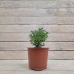 Хризантема Мультифлора НЕСТАНДАРТ