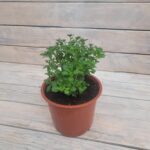 Хризантема Мультифлора d15