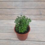 Хризантема Мультифлора НЕСТАНДАРТ — изображение 2