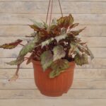 Бегония Рекс(королевская) кашпо d23 — изображение 4