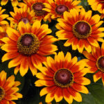 Рудбекия Тото Рустик d12