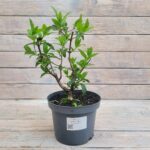 Гортензия метельчатая Тардива 2л