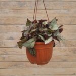 Бегония Рекс(королевская) кашпо d23