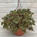 Бегония Рекс(королевская) кашпо d23