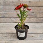 Гайлардия грандифлора Аризона Ред Шейдес "Arizona Red Shades" d12 — изображение 2