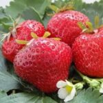 Клубника (земляника садовая) Максим кассета