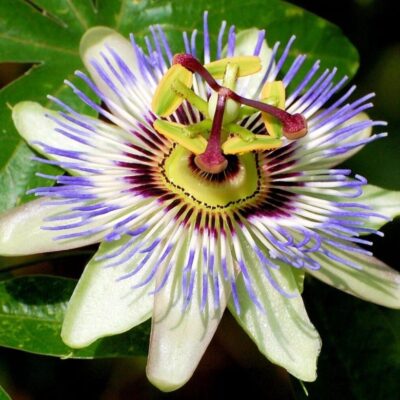 Пассифлора "Passiflora" d9-10