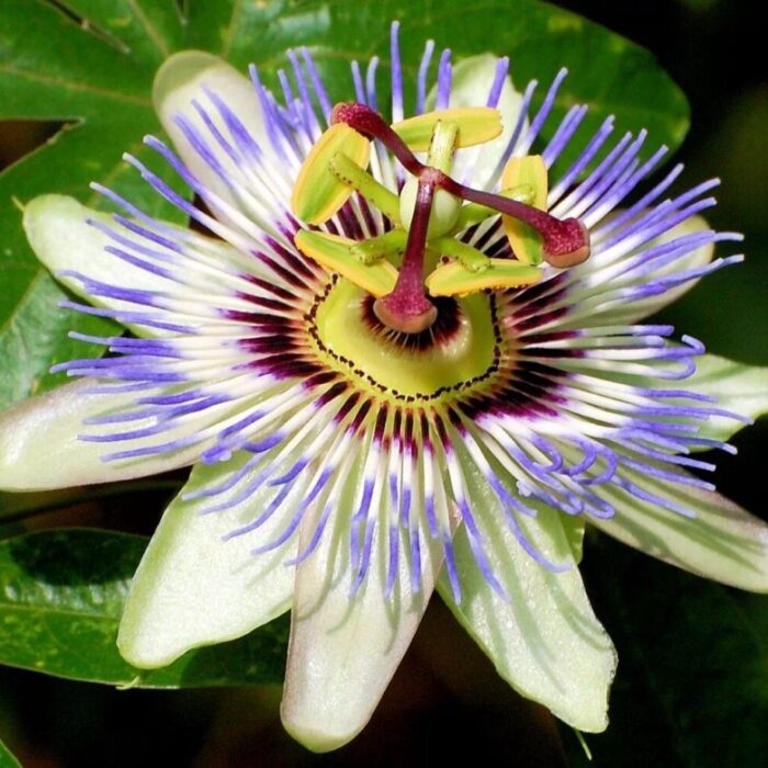 Пассифлора "Passiflora" d9-10 — изображение 1