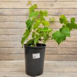 Виноград Изабелла 7л