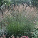 Молиния голубая d12