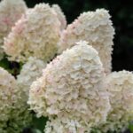 Гортензия метельчатая Шугар Раш "Sugar Rush" d15-17