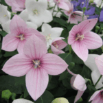 Платикодон Поп Стар Пинк d12