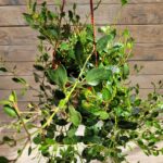 Каланхоэ Мангина d15 — изображение 2