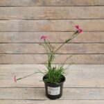 Гвоздика Грандифлорус "Gratianopolitanus" d9-10