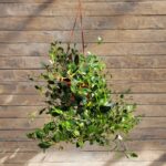 Каланхоэ Мангина d15