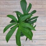 Эпипремнум Пиннатум Драгон Тэйл d15 — изображение 2