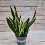 Сансевиерия d17-19