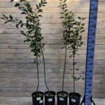 Яблоня микс (БЕЗ СОРТА) 4-5 л