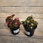 Бегония БИГ d12