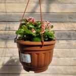 Бегония вечноцветущая кашпо d23