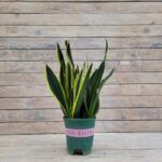 Сансевиерия d17-19 — изображение 2