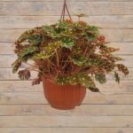 Бегония Рекс(королевская) кашпо d23 — изображение 6