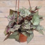 Бегония Рекс(королевская) кашпо d23 — изображение 2