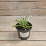 Эдельвейс Альпийский d9-10