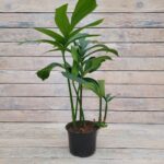 Эпипремнум Пиннатум Драгон Тэйл d15