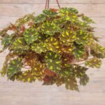 Бегония Рекс(королевская) кашпо d23 — изображение 5