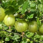 Крыжовник Родник 3л