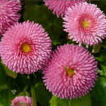 Маргаритка кассета