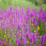 Дербенник d9-10