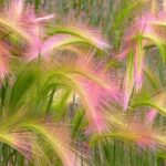 Ячмень гривастый Рики "Ricky" d12