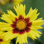 Кореопсис Мейк Ап Еллоу Ред Ай "MakeUp Yellow Red Eye" d12